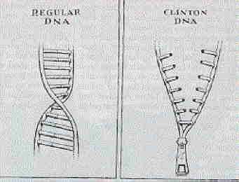 Clintonin DNA